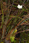 Carolina grass of Parnassus